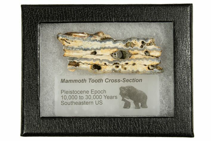 Mammoth Molar Slice With Case - South Carolina #335355